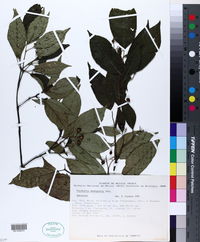 Psychotria domingensis image