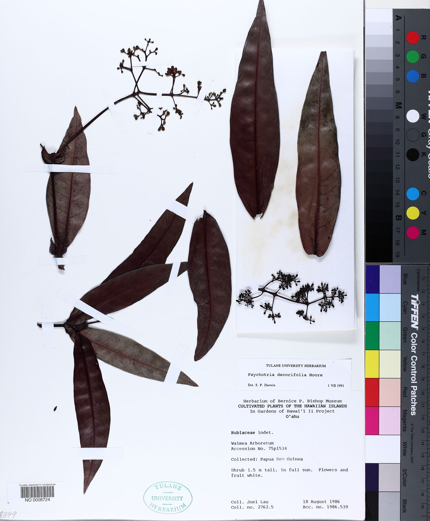 Psychotria decorifolia image