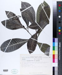 Psychotria costivenia image