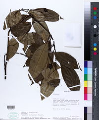 Image of Psychotria cuatrecasasii