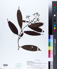 Image of Psychotria cephalophora
