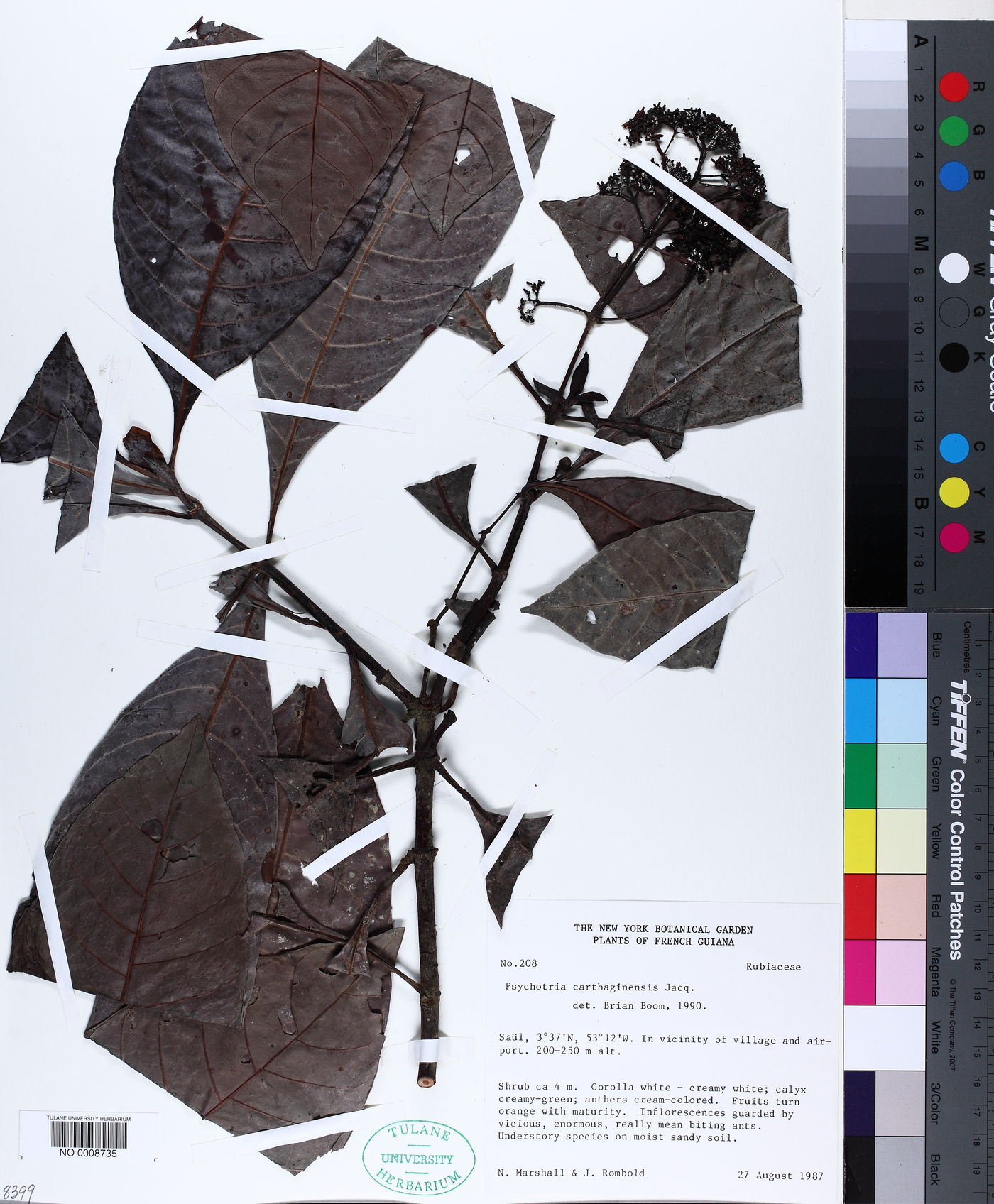 Psychotria guianensis image