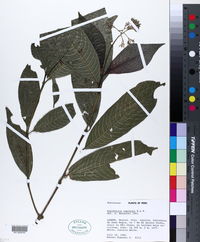 Image of Psychotria capitata