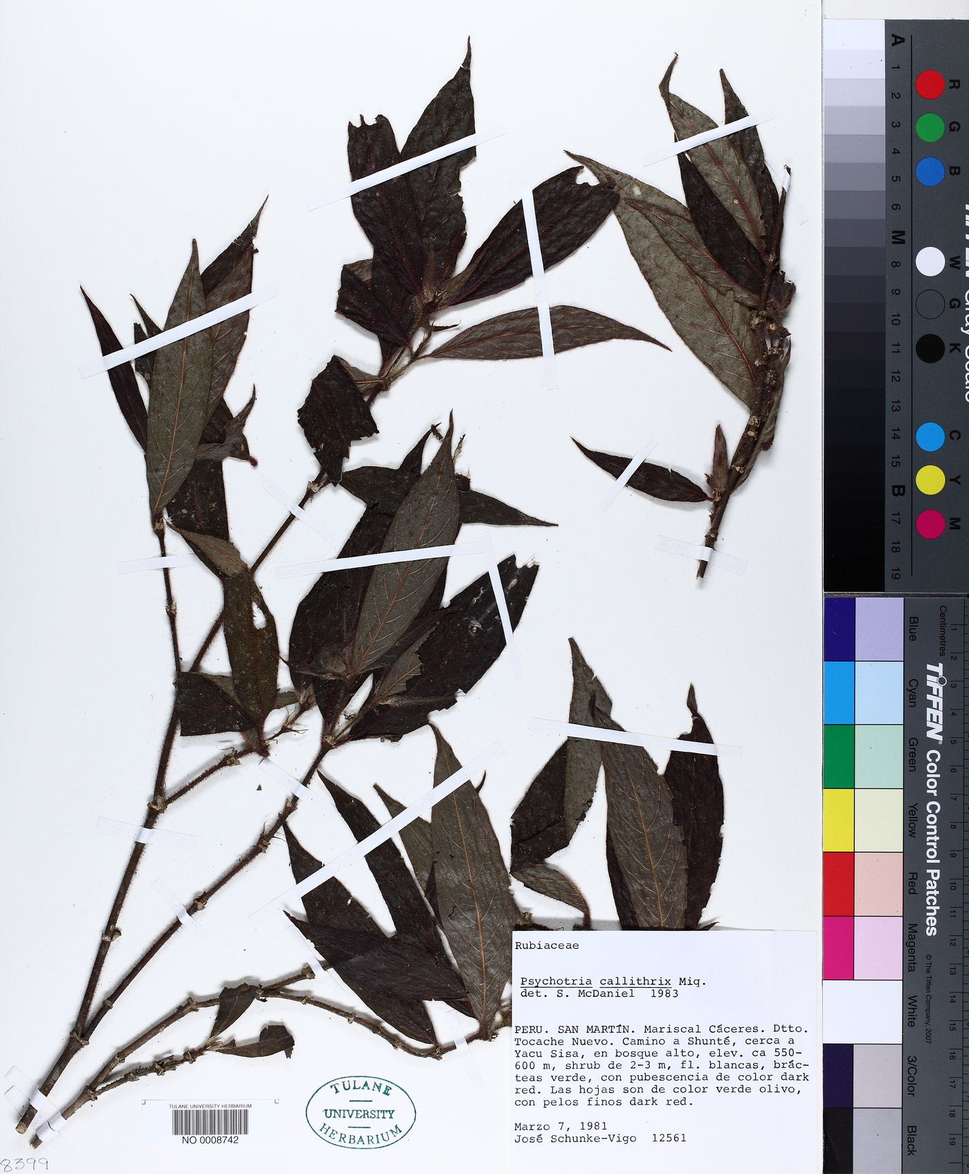 Palicourea callithrix image