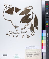 Image of Palicourea caerulea