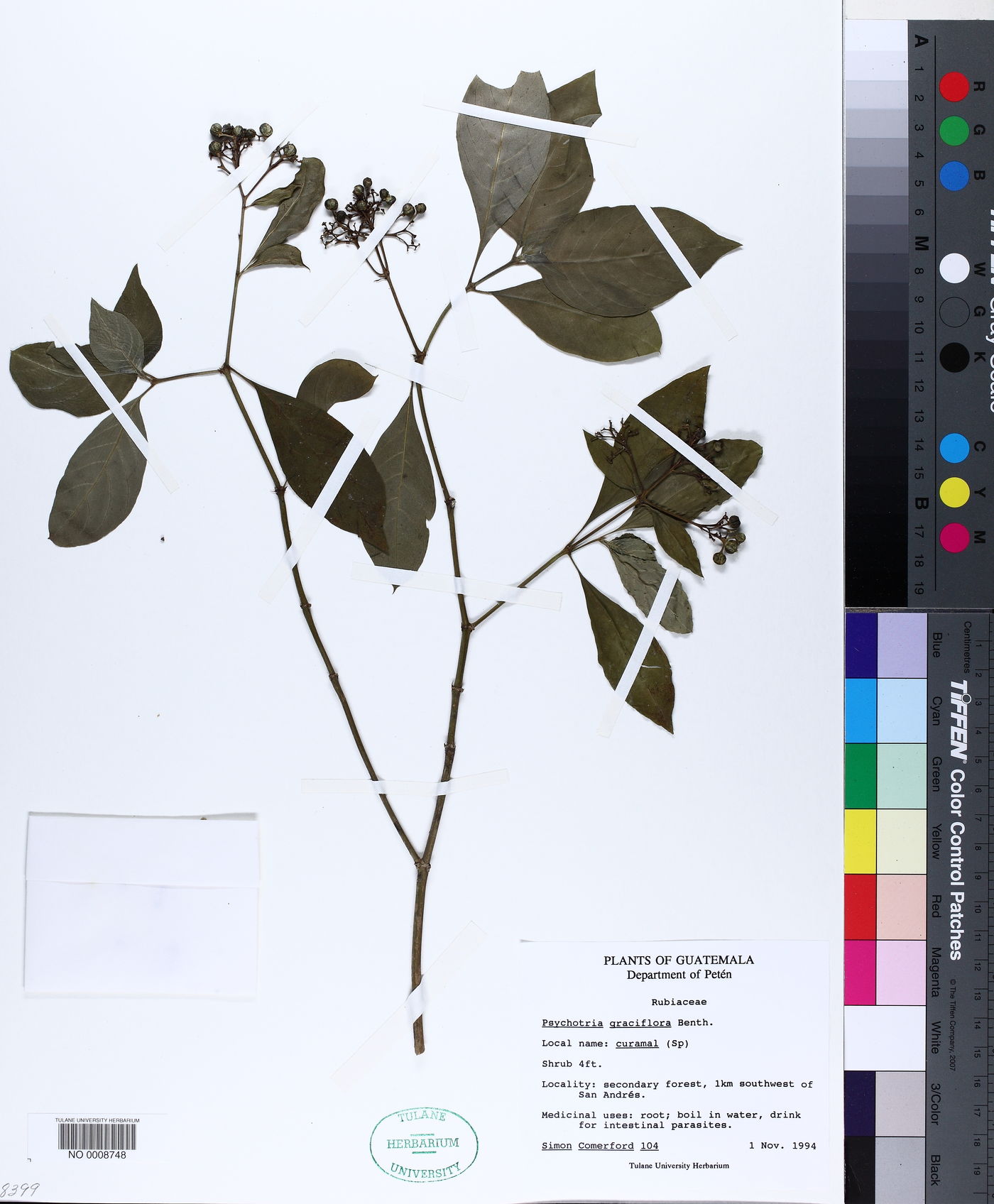 Palicourea pubescens image