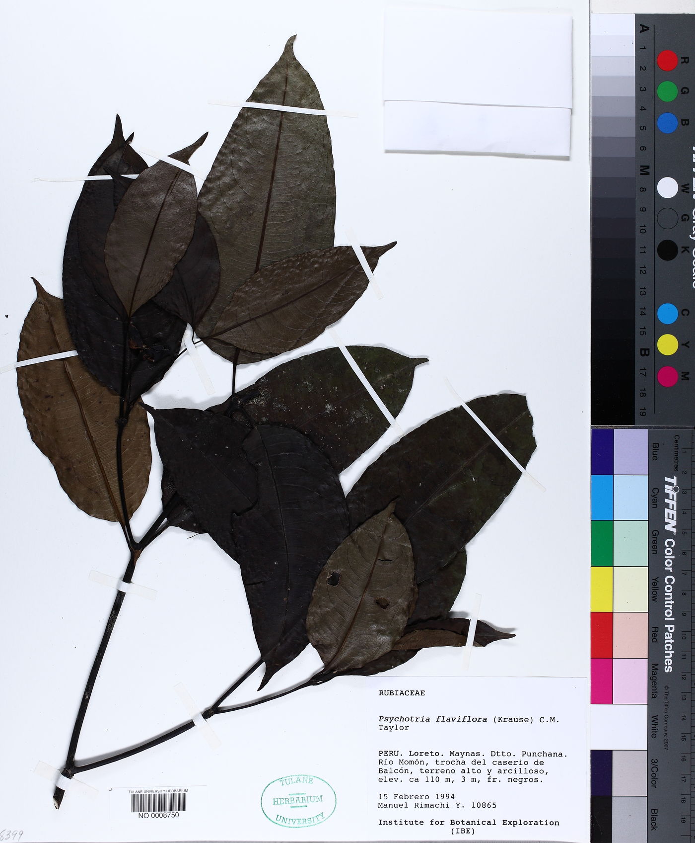 Palicourea zevallosii image