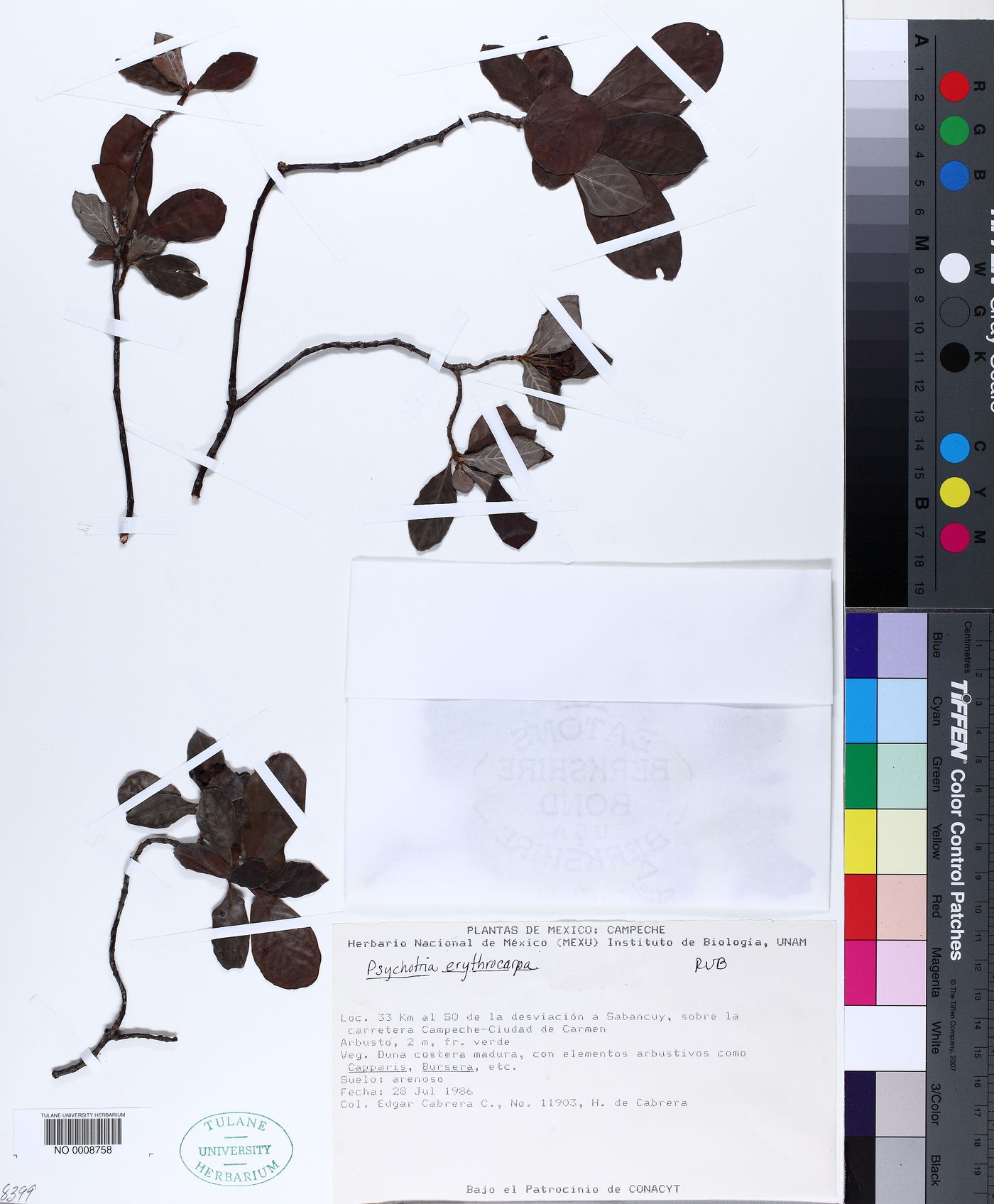 Psychotria erythrocarpa image