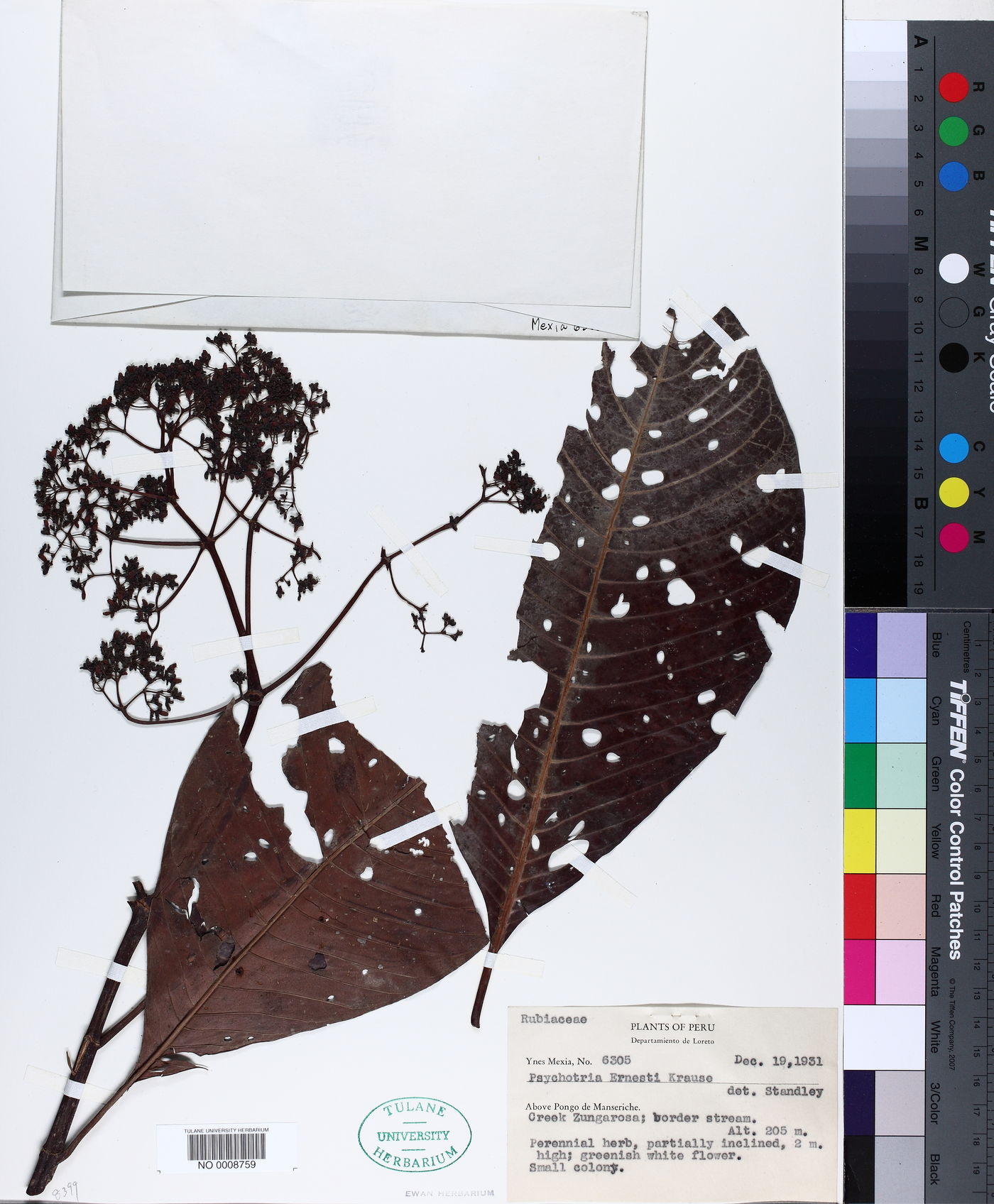 Psychotria guianensis image