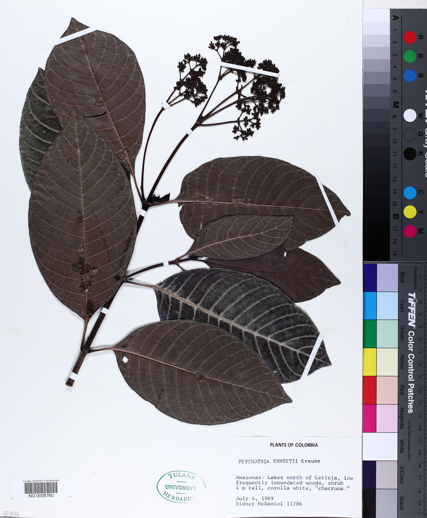Psychotria guianensis image