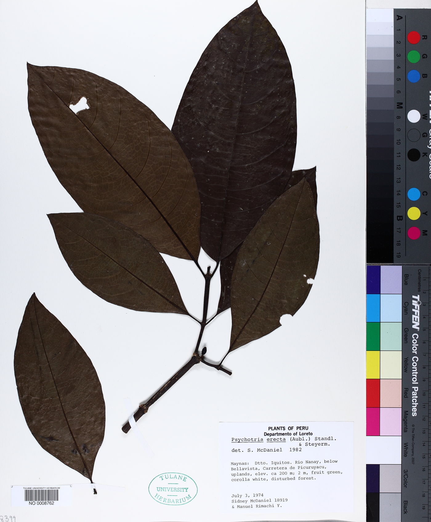 Ronabea latifolia image