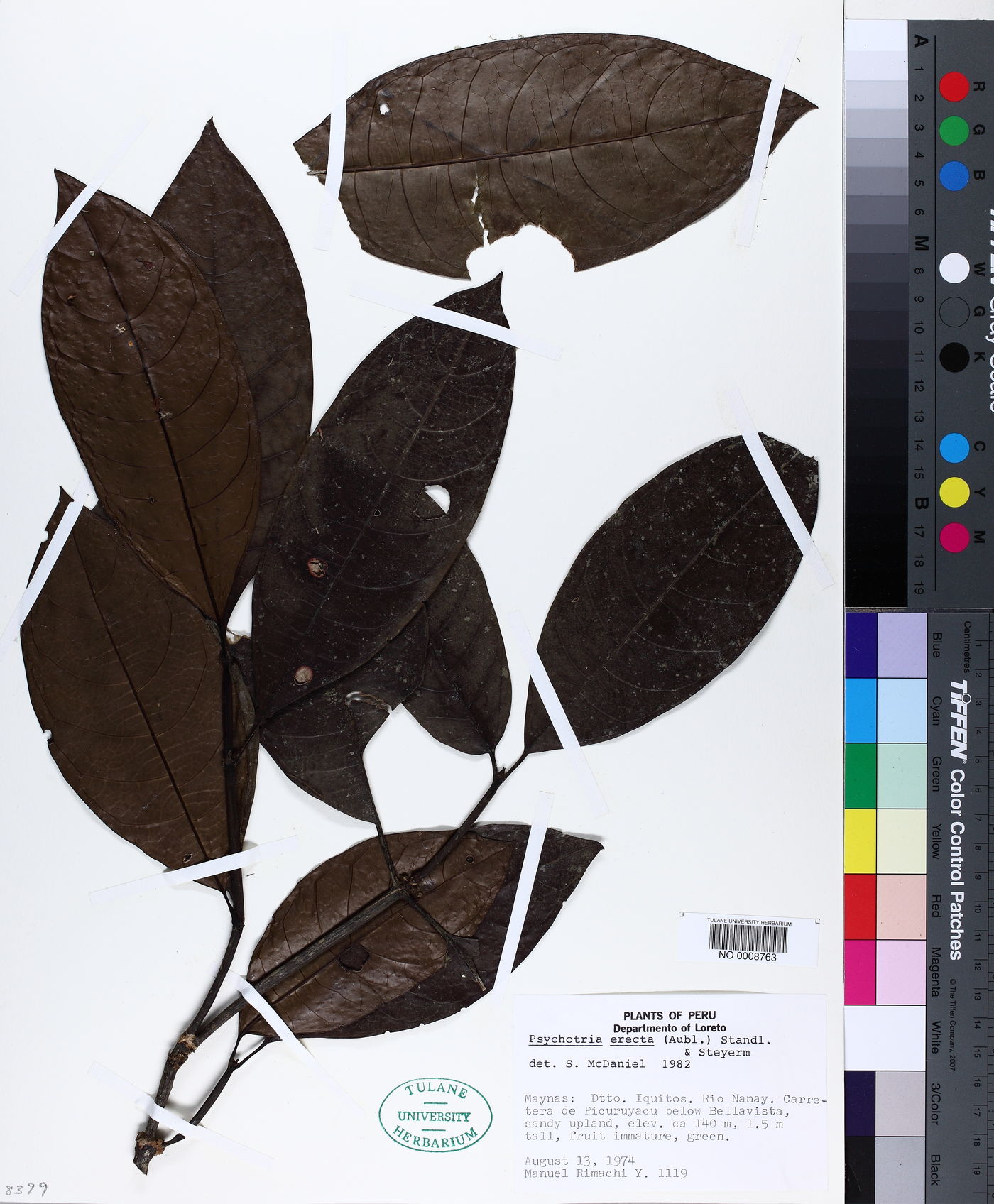 Ronabea latifolia image