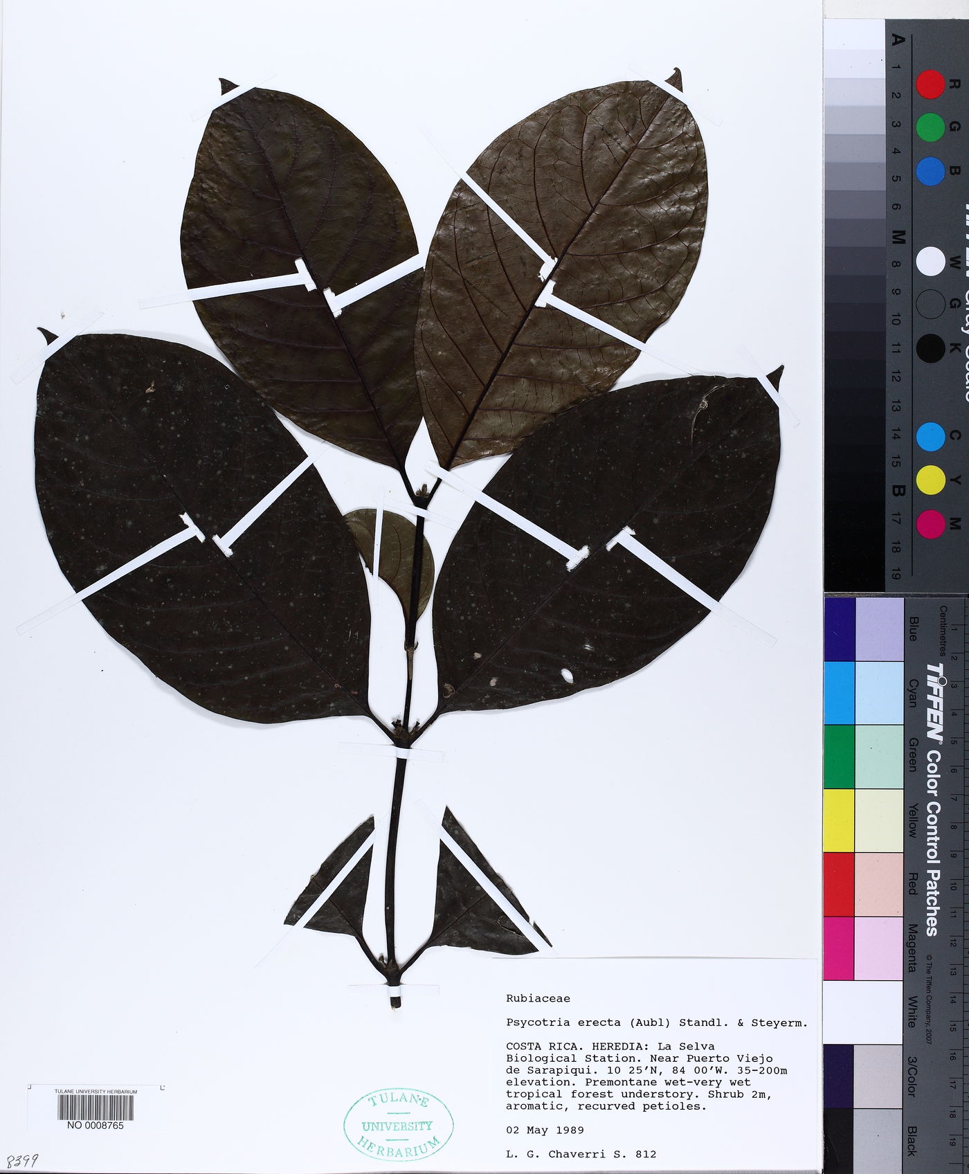 Ronabea latifolia image
