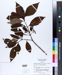 Image of Ronabea latifolia