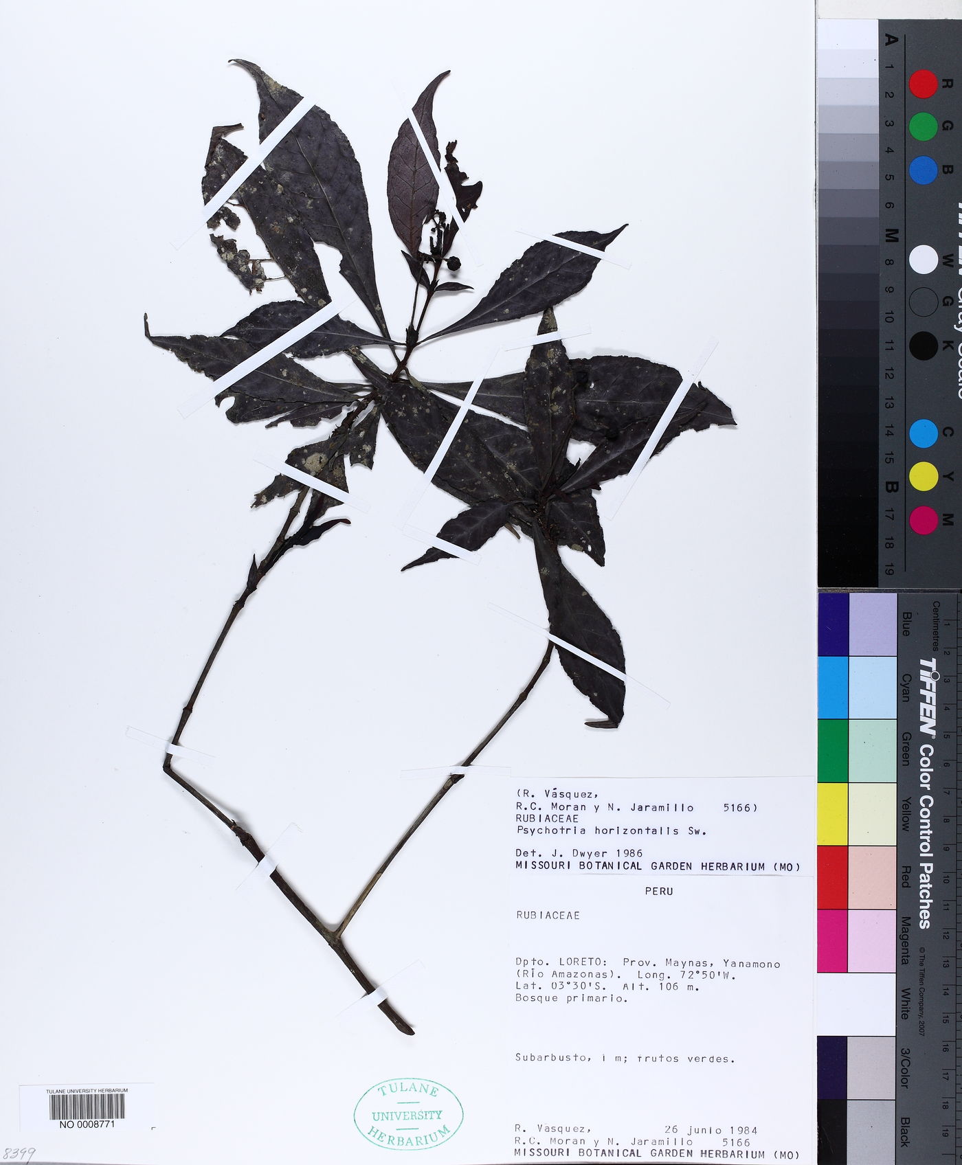 Psychotria romolerouxiana image