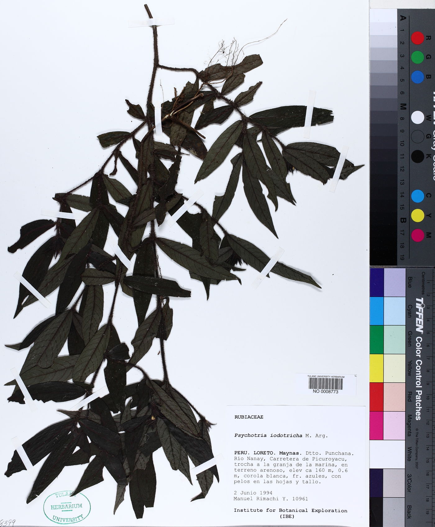 Psychotria iodotricha image