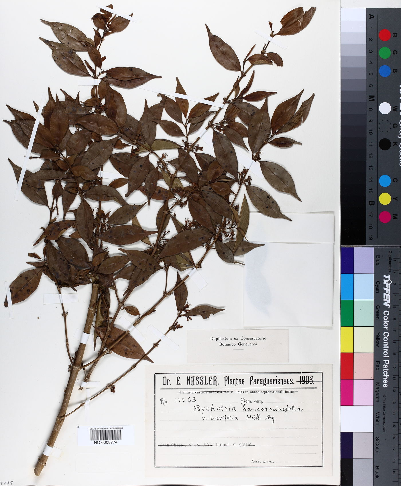 Palicourea sessilis image