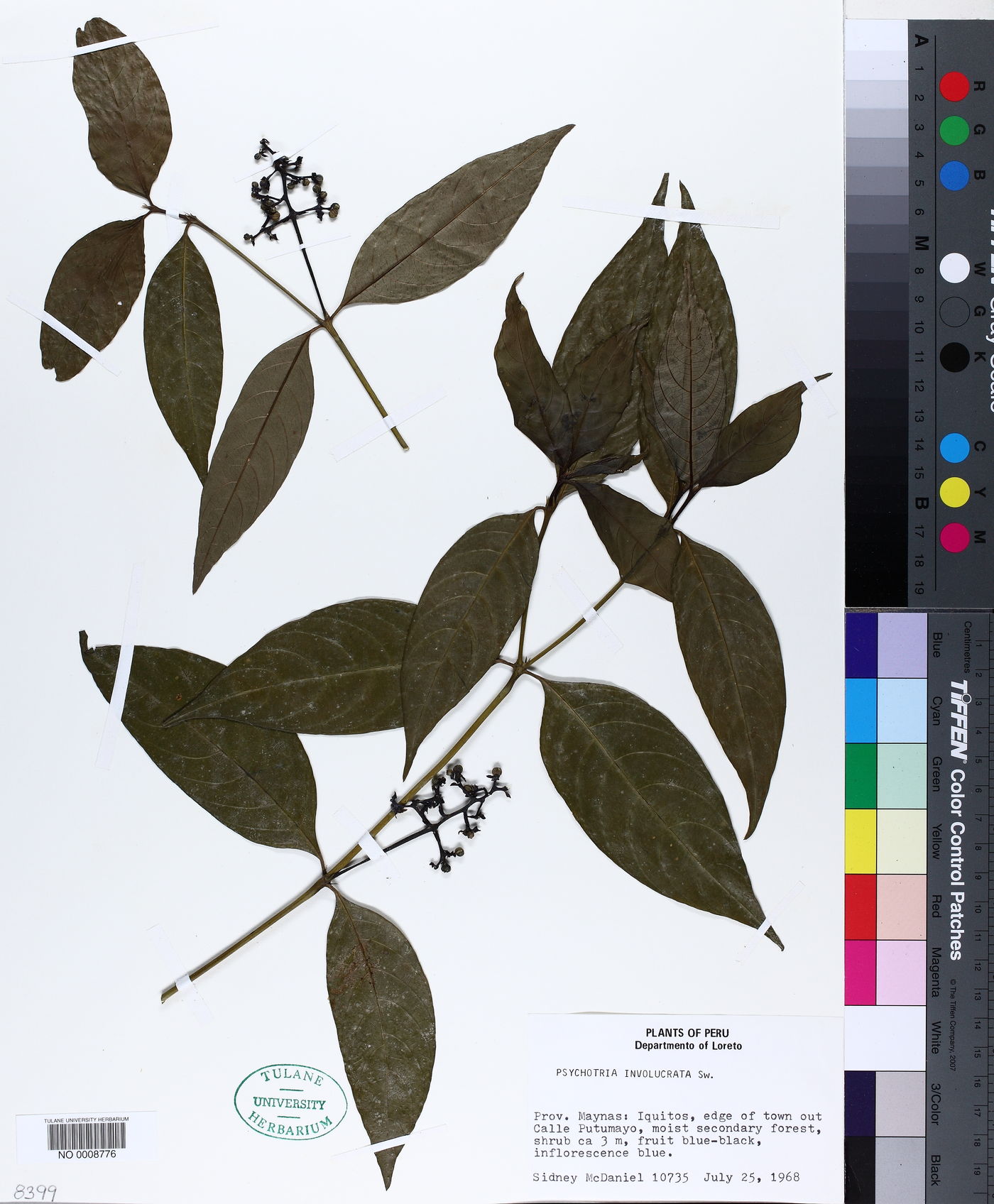 Palicourea winkleri image
