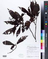 Psychotria jimenezii image