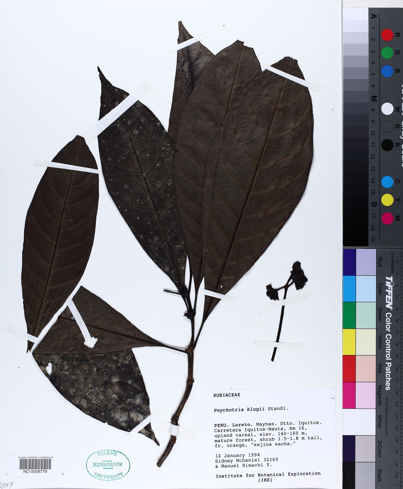 Carapichea klugii image