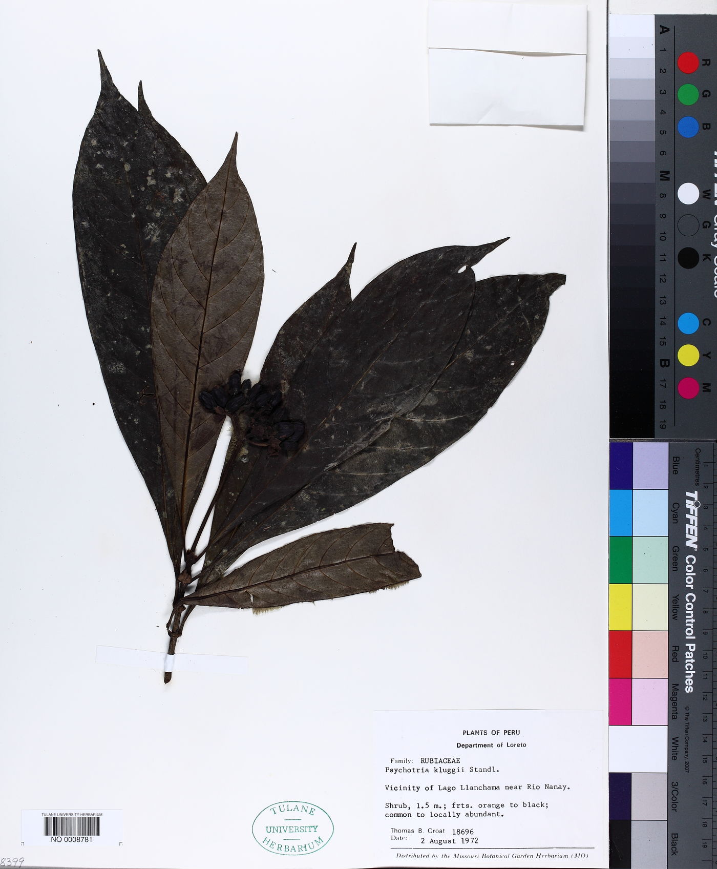 Carapichea klugii image