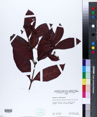 Psychotria membranacea image