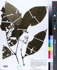 Psychotria microbotrys image