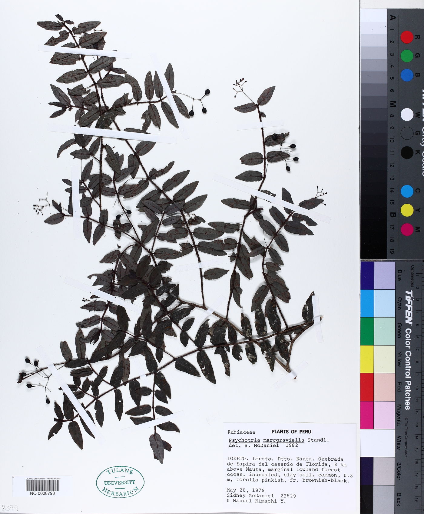 Psychotria marcgraviella image