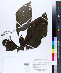 Psychotria macrophylla image