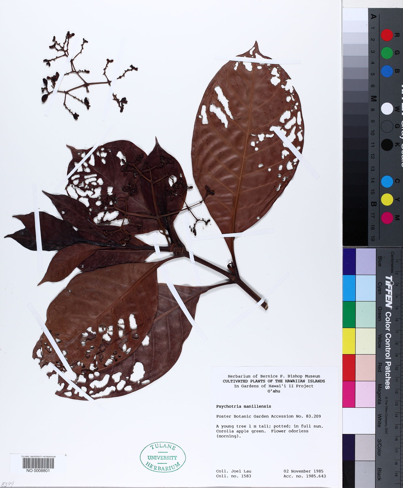 Psychotria manillensis image