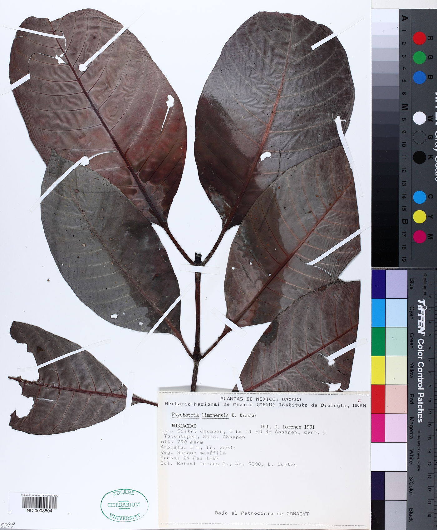 Psychotria limonensis image