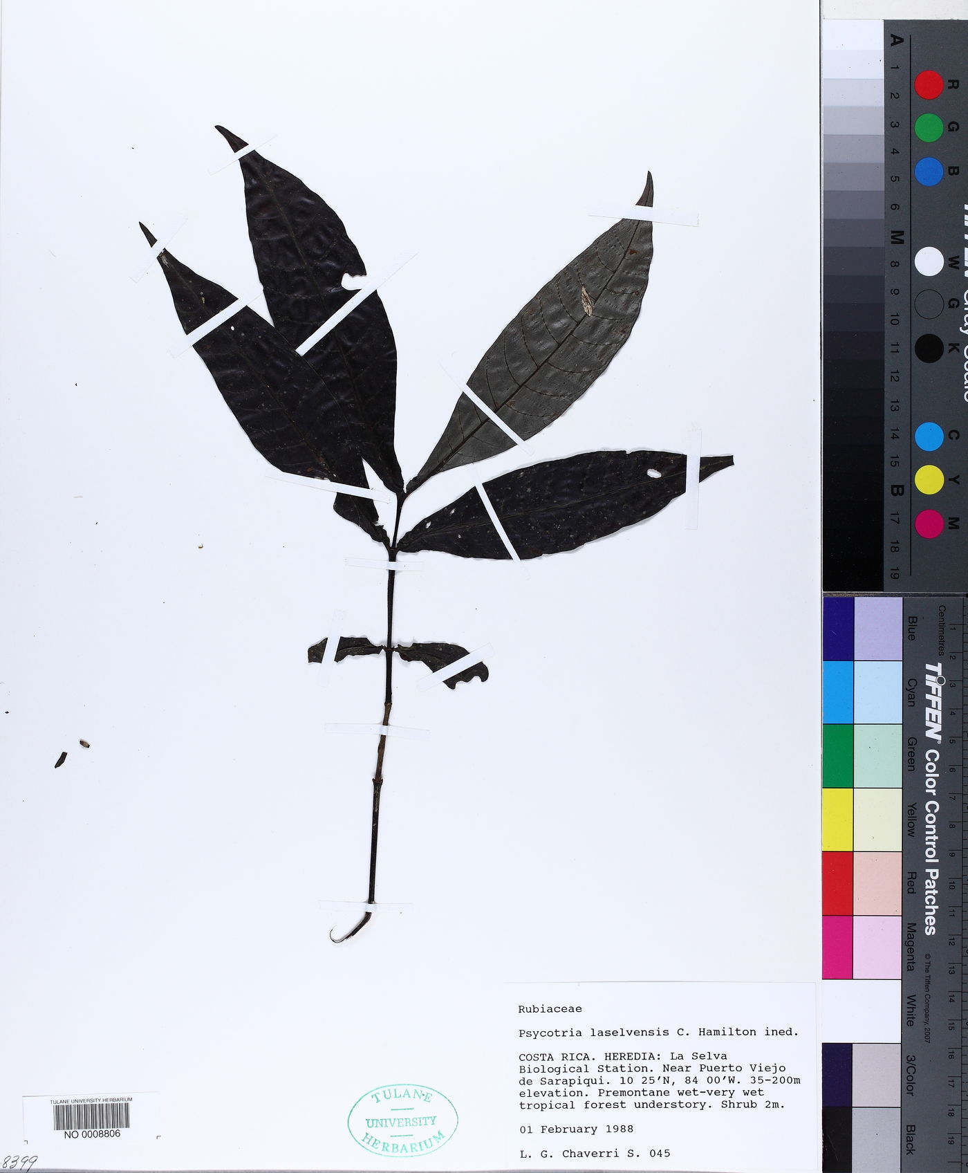 Psychotria laselvensis image