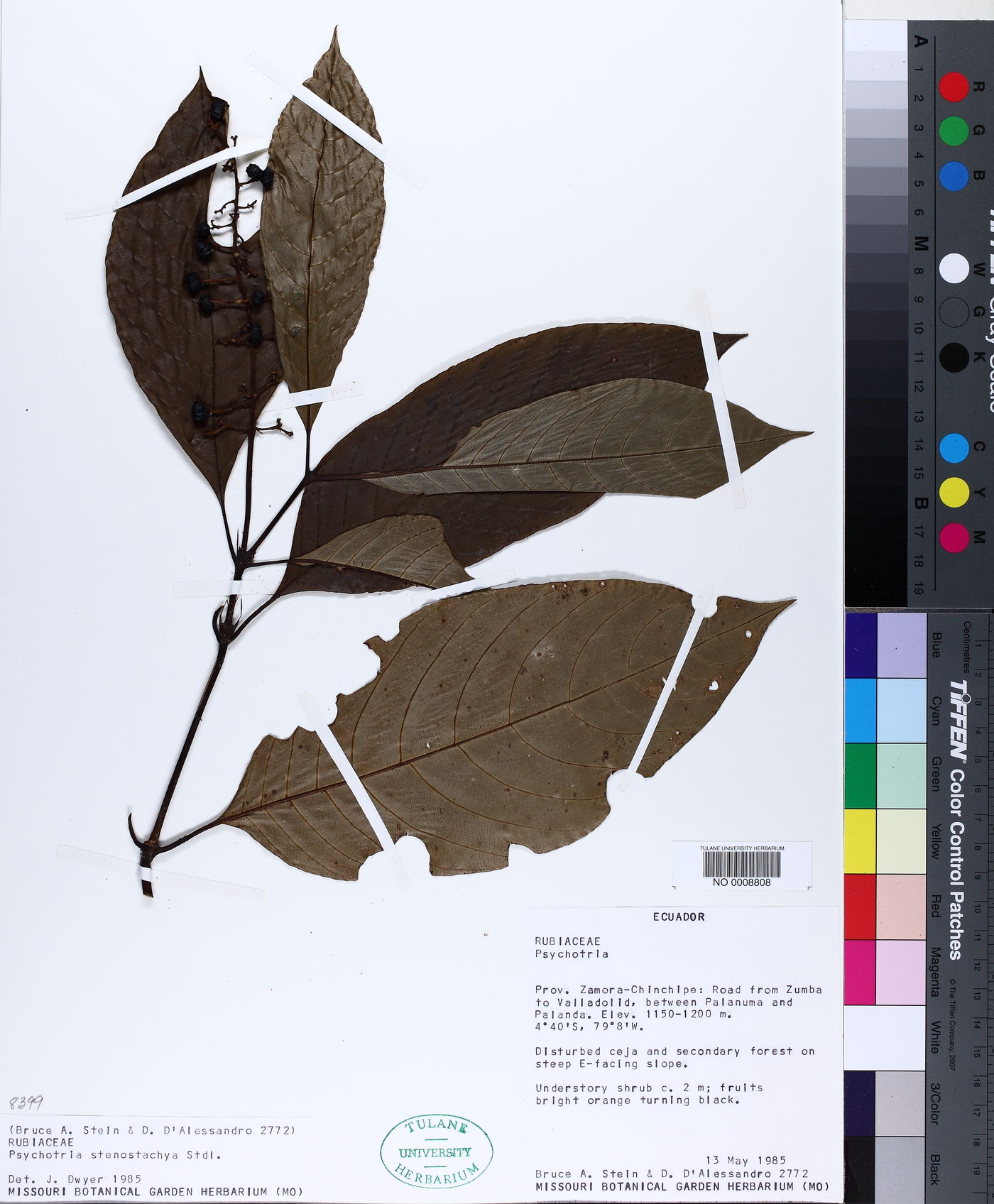 Palicourea subfusca image