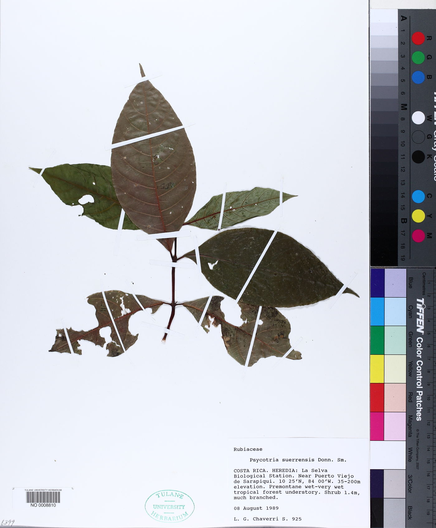 Psychotria suerrensis image