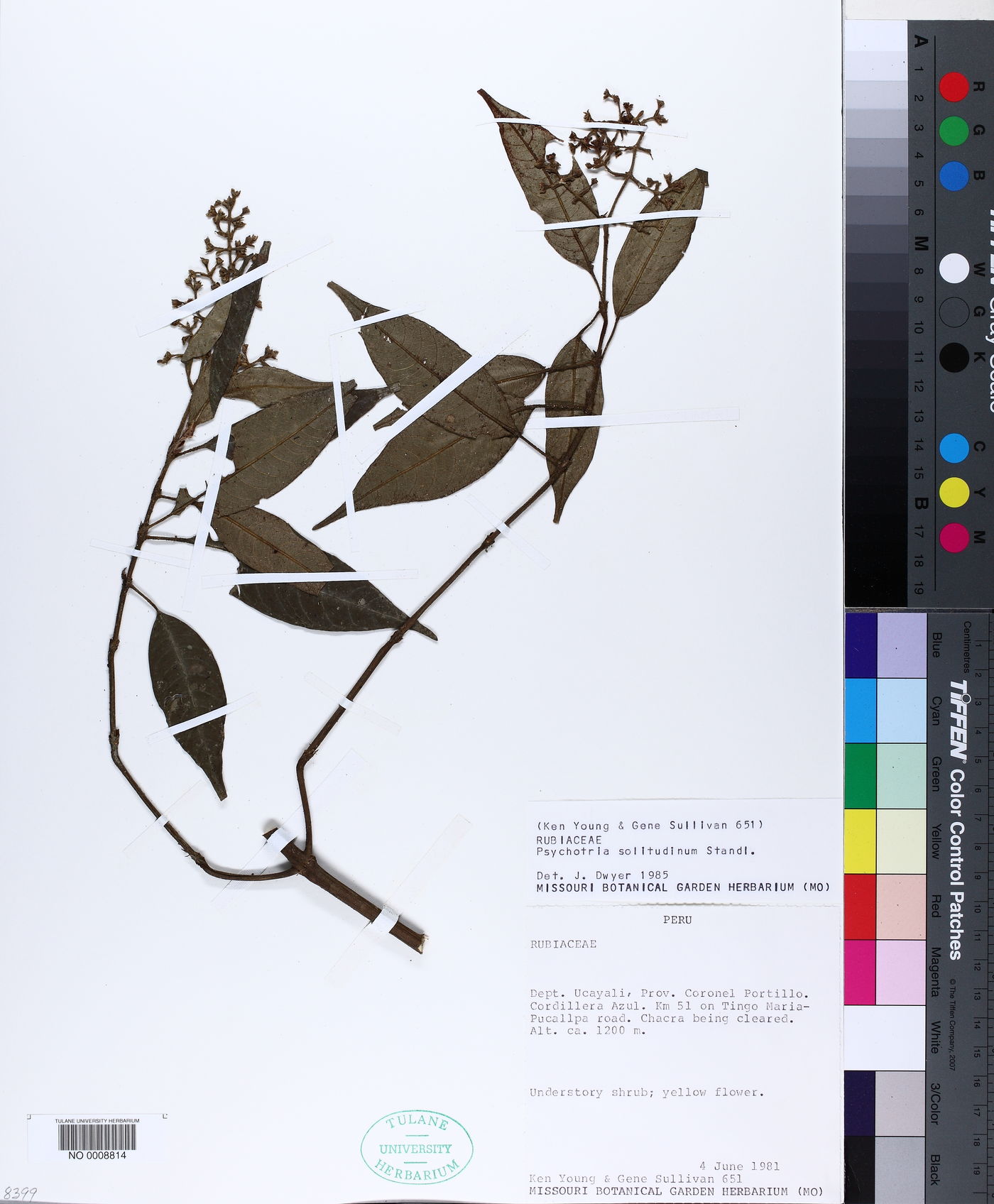 Psychotria solitudinum image
