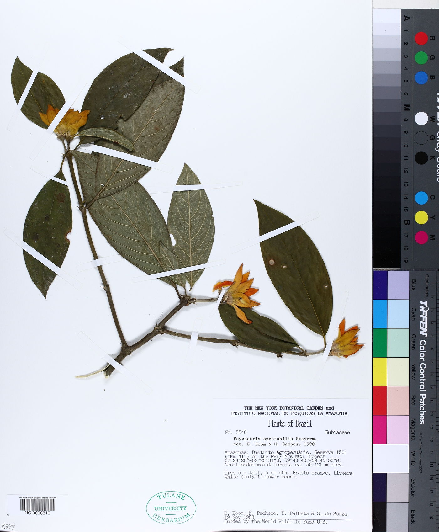 Psychotria spectabilis image