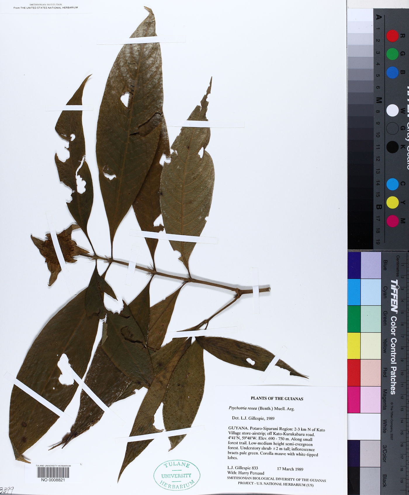 Psychotria colorata image