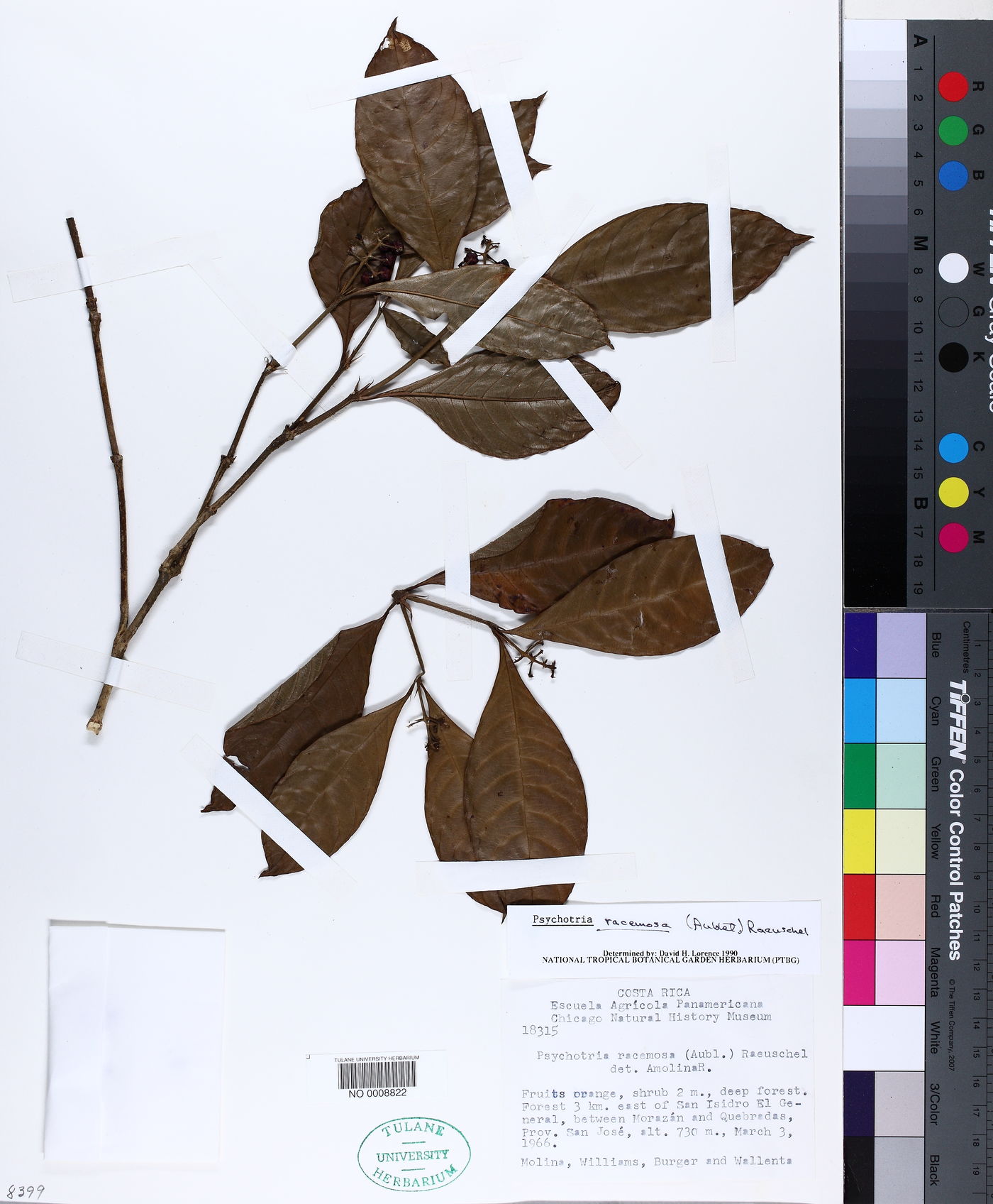 Palicourea racemosa image