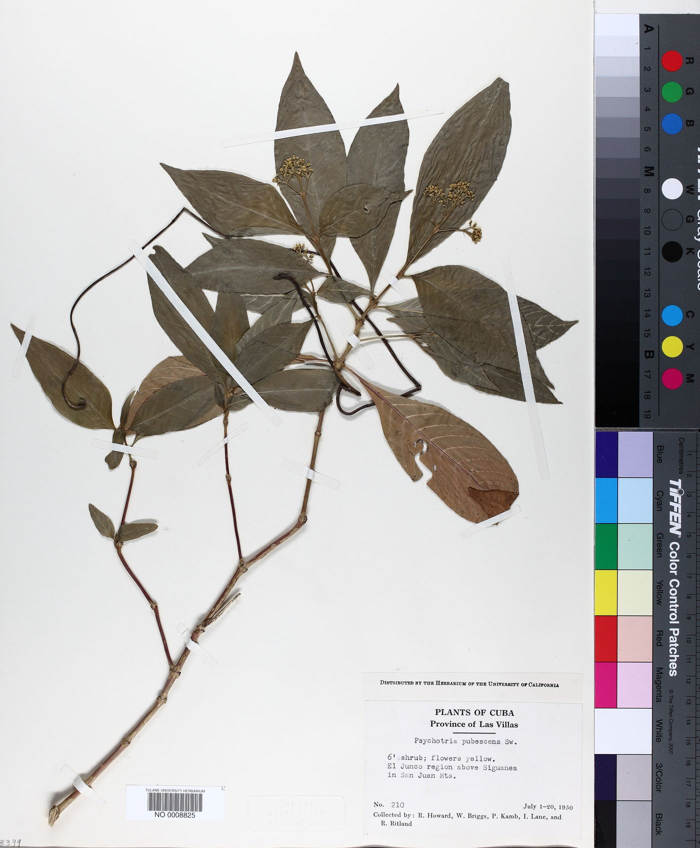 Palicourea pubescens image
