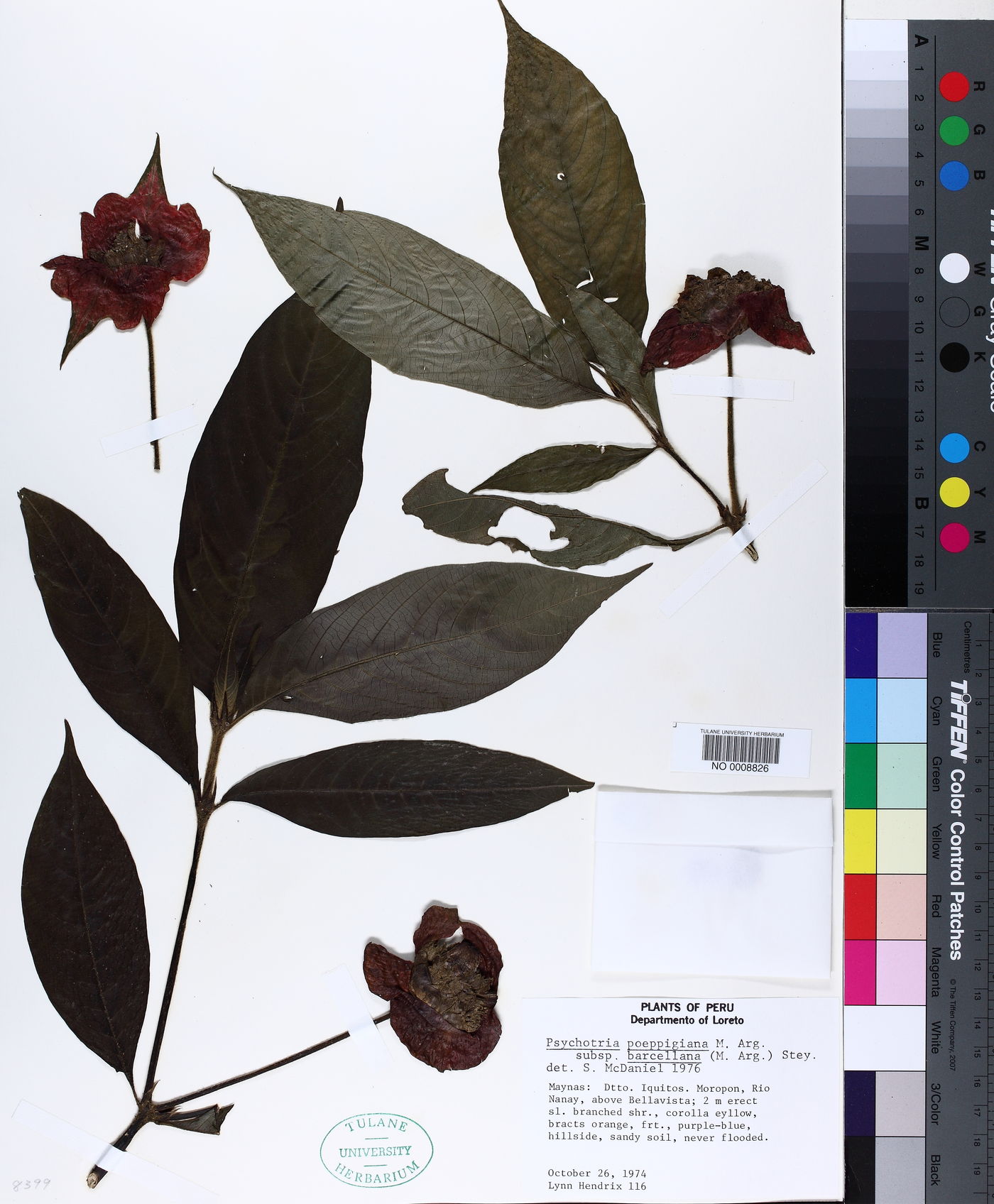 Psychotria poeppigiana subsp. barcellana image