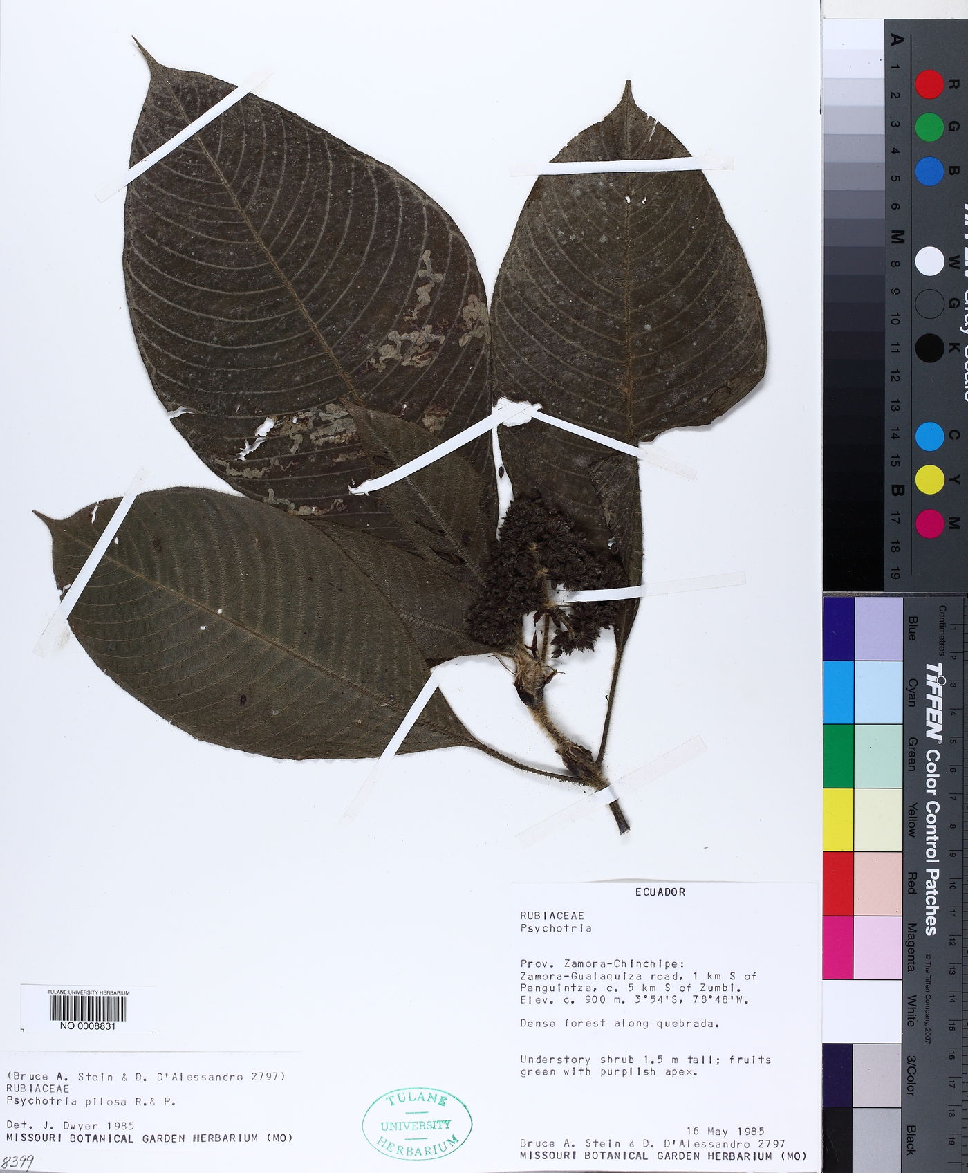 Palicourea pilosa image