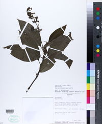Psychotria pilosa image