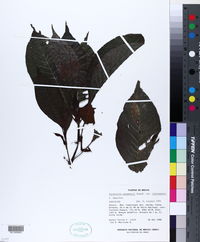 Psychotria panamensis var. ixtlanensis image