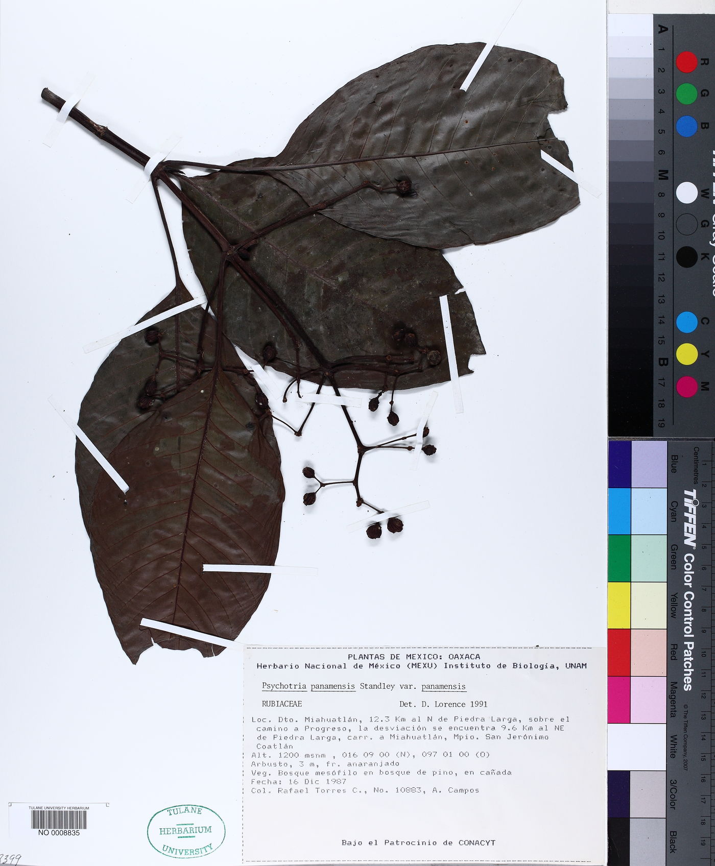 Psychotria panamensis var. panamensis image