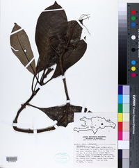 Psychotria uliginosa image