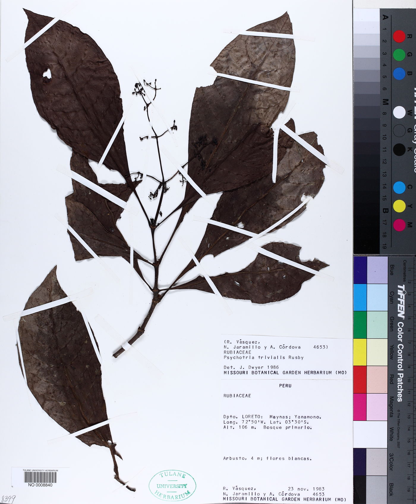 Psychotria trivialis image