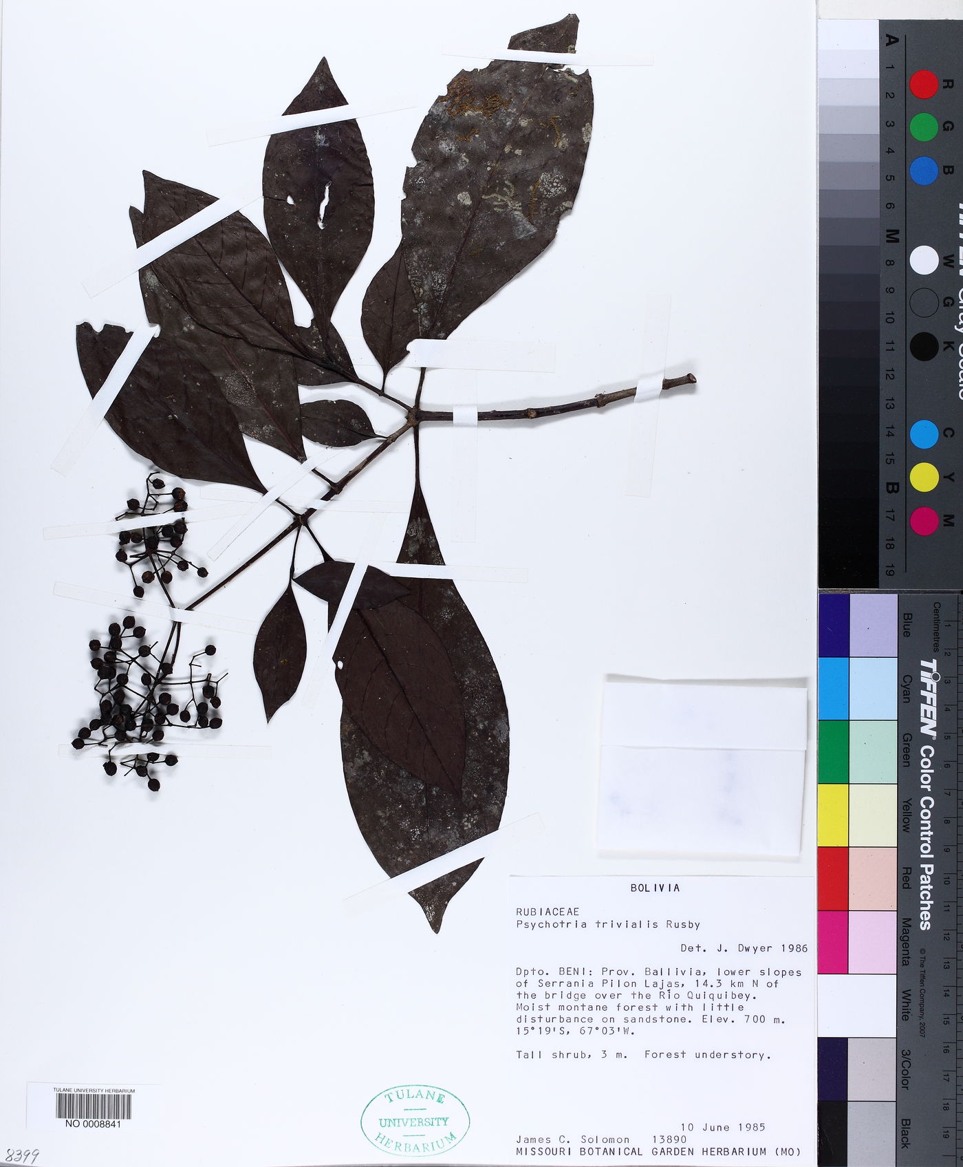 Psychotria pichisensis image