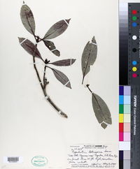 Psychotria pickeringii image