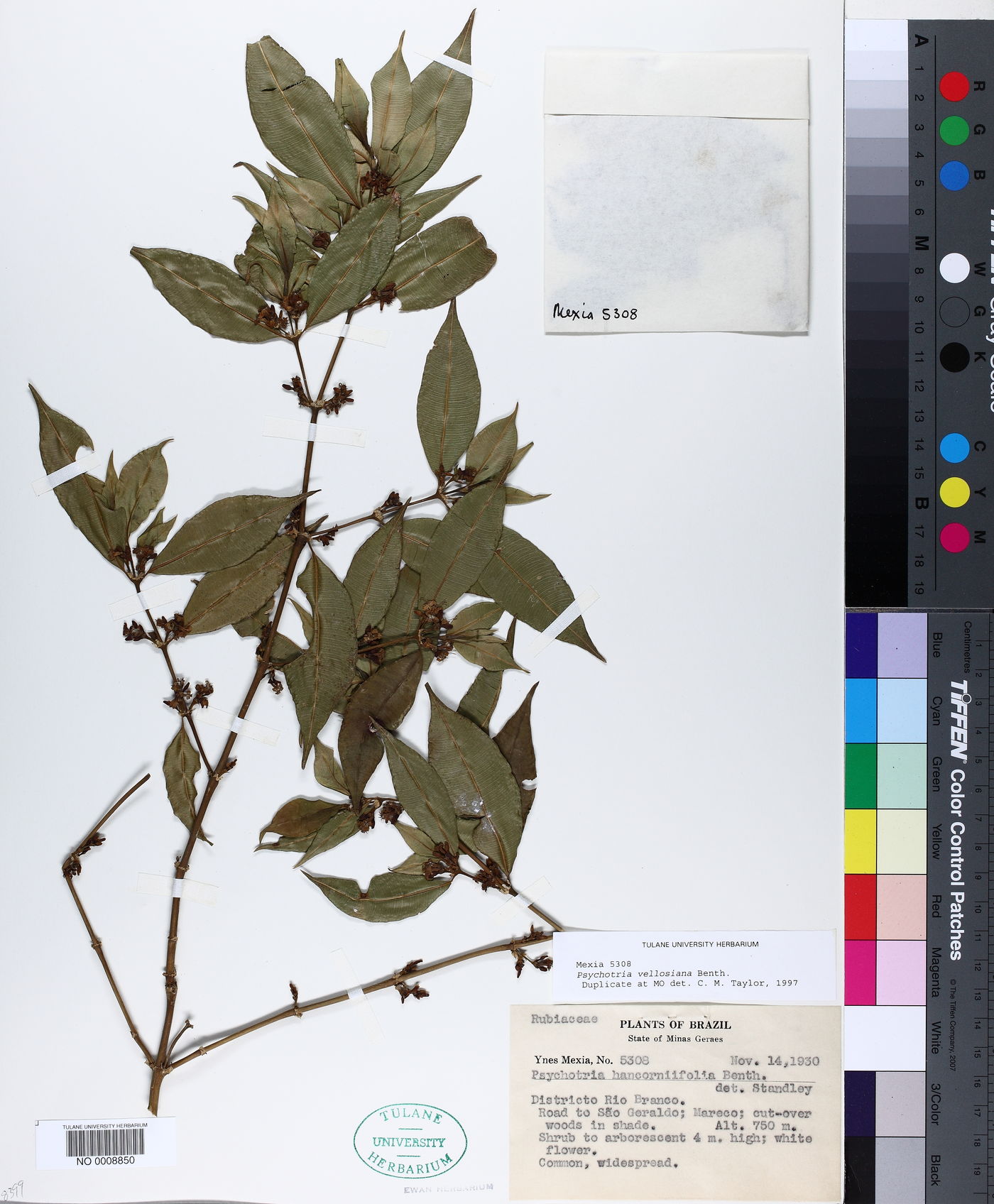 Palicourea sessilis image