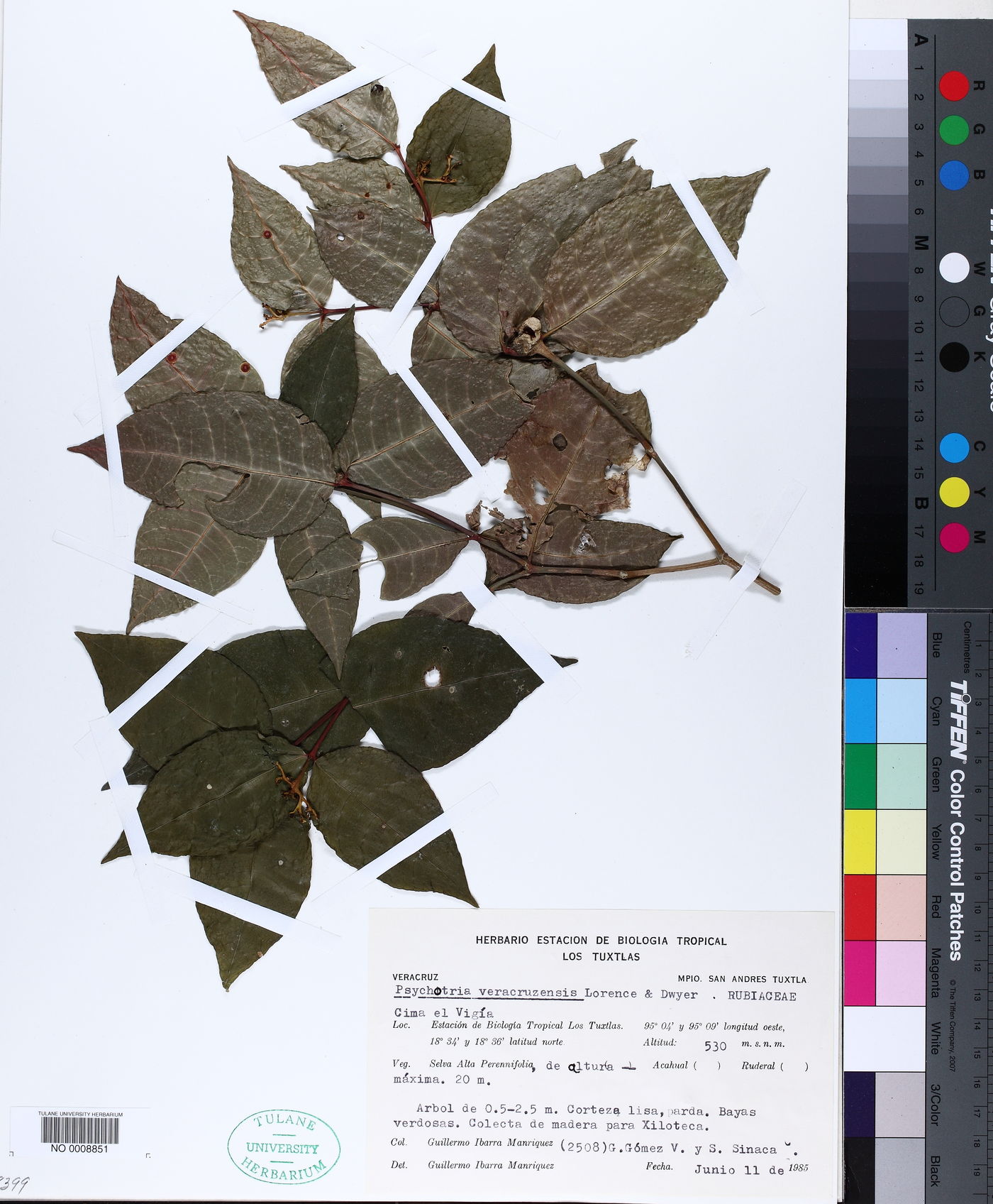 Palicourea veracruzensis image